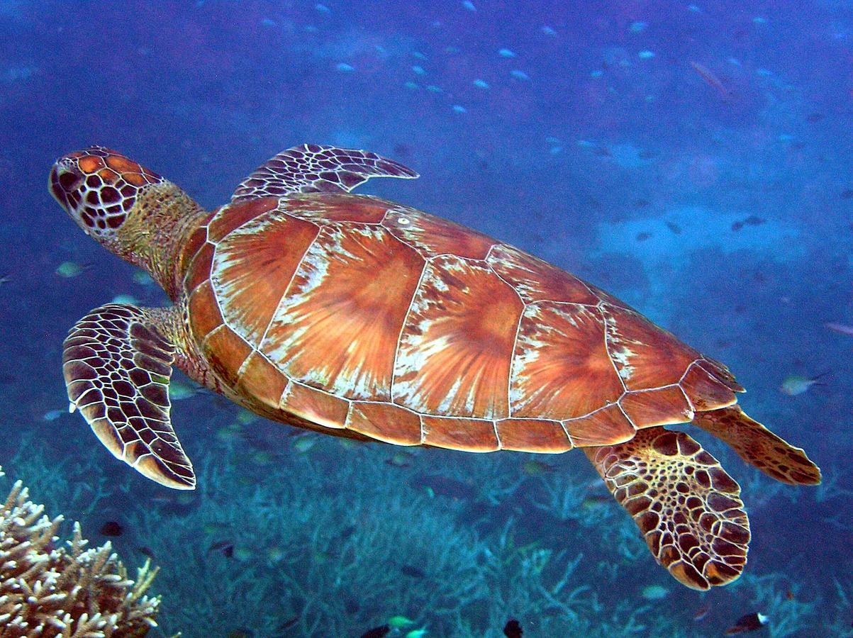 Reef Suite Agnes Water Dış mekan fotoğraf
